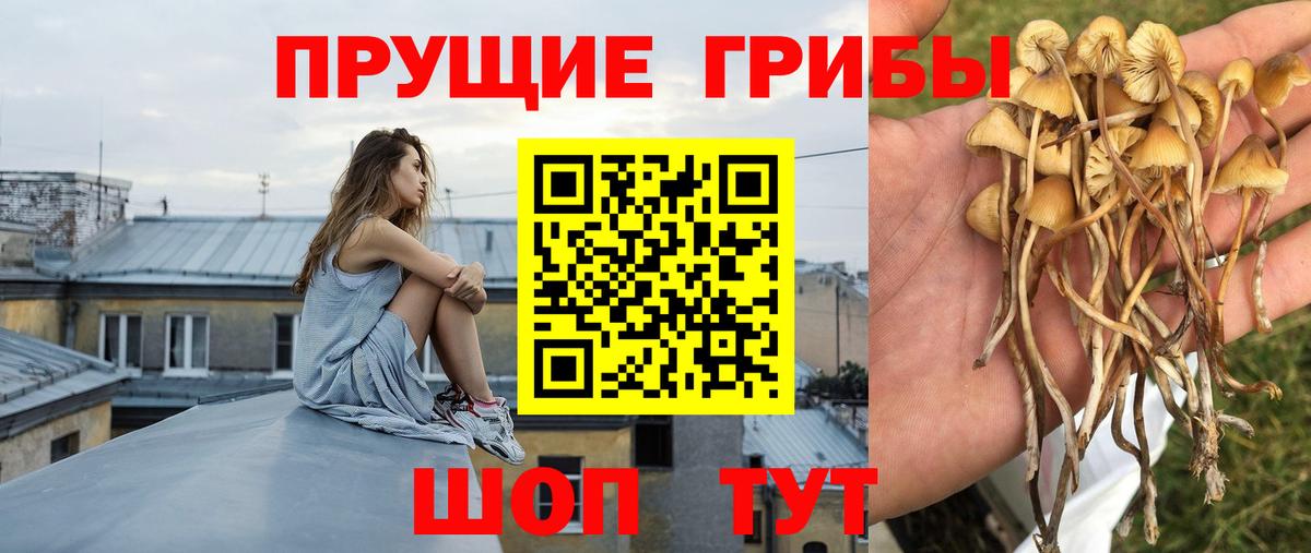 Губкин  Галлюциногенные грибы прущие грибы  Псилоцибиновые грибы мухоморы  Вход с VPN 
